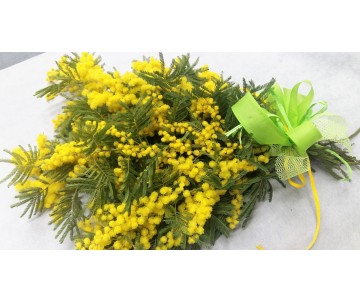 Mazzo legato di mimose
