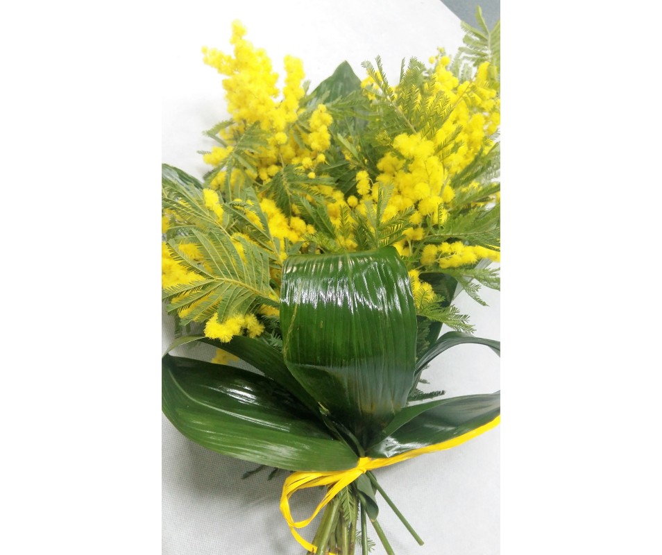 Mazzo di mimose