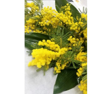 Mazzo di mimose