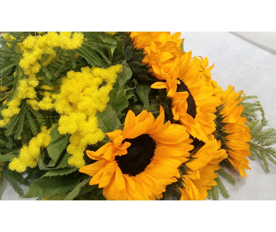 Mimosa e 7 girasoli