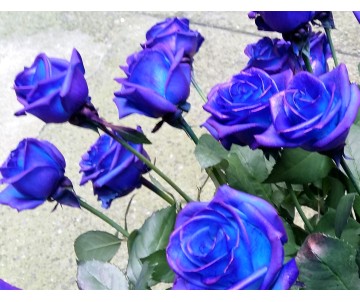 9 rose blu
