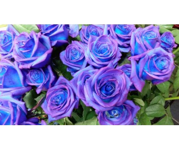 24 rose blù