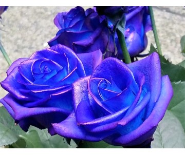 12 Rose Blu