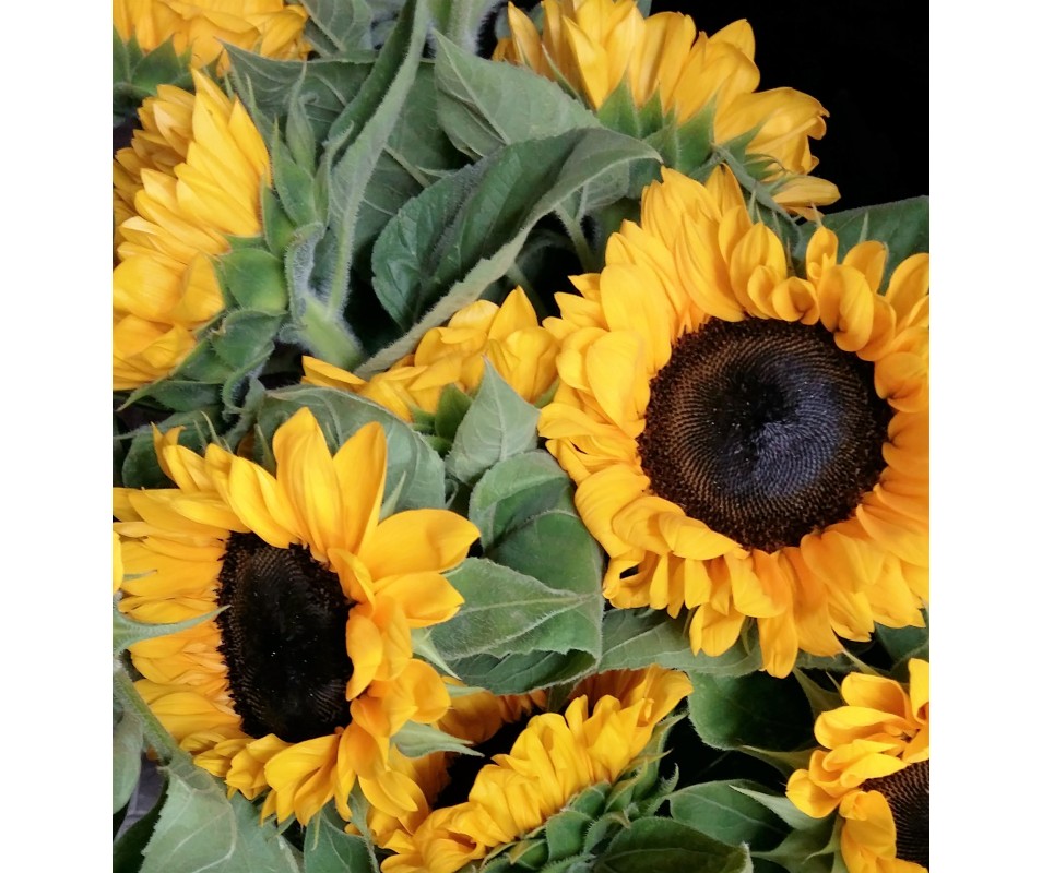 Mazzo di 50 girasoli