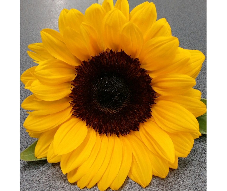 Mazzo di 7 girasoli