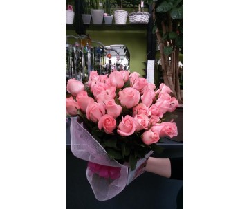 24 rose rosa