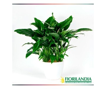 Pianta di Spathiphyllum