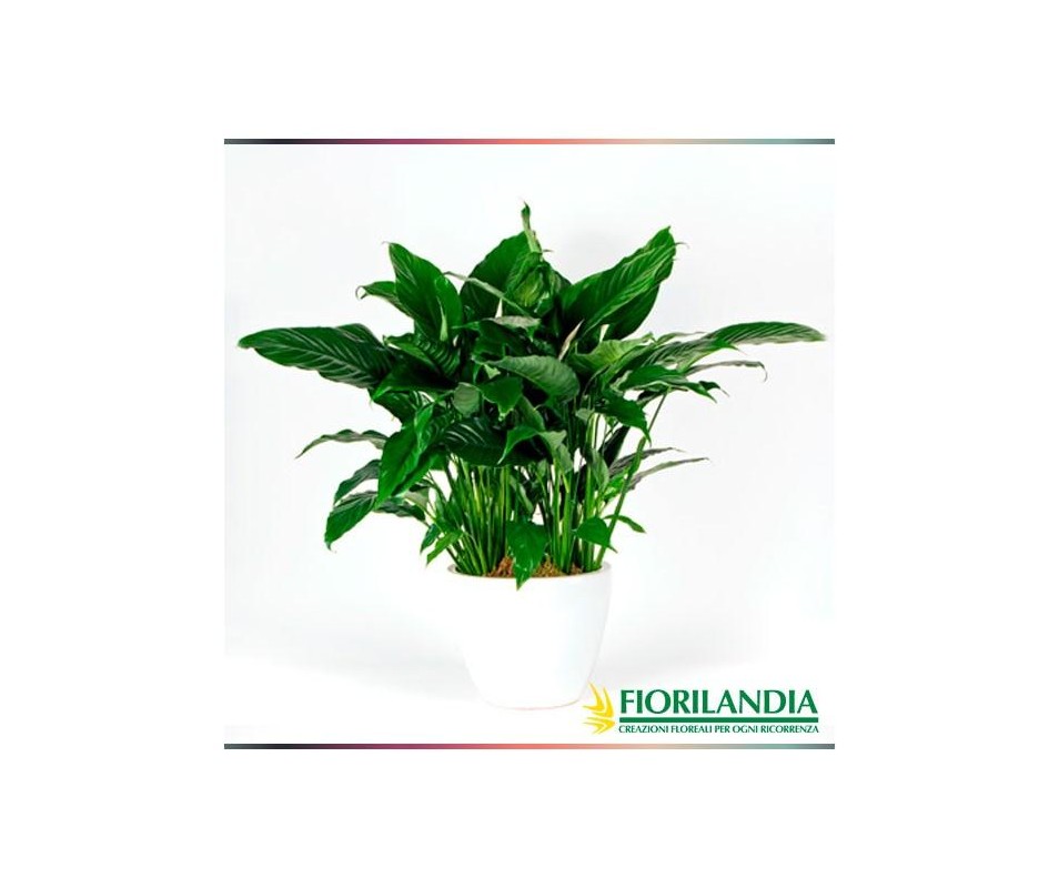 Pianta di Spathiphyllum