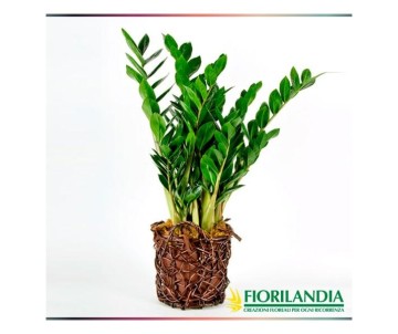 Pianta di Zamioculcas