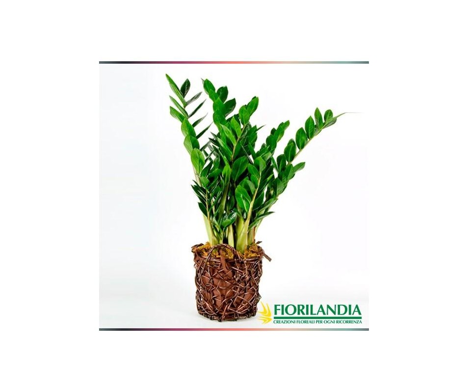 Pianta di Zamioculcas
