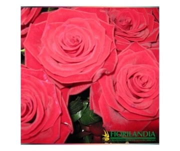 5 rose rosse