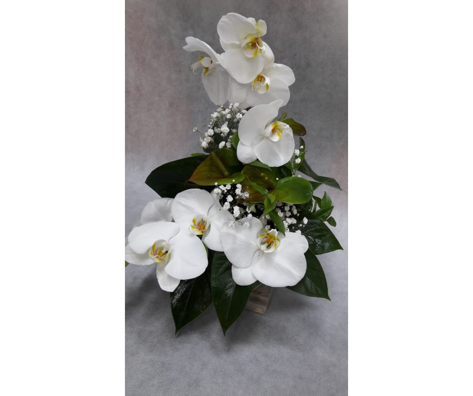 Composizione d'orchidea phalaenopsis