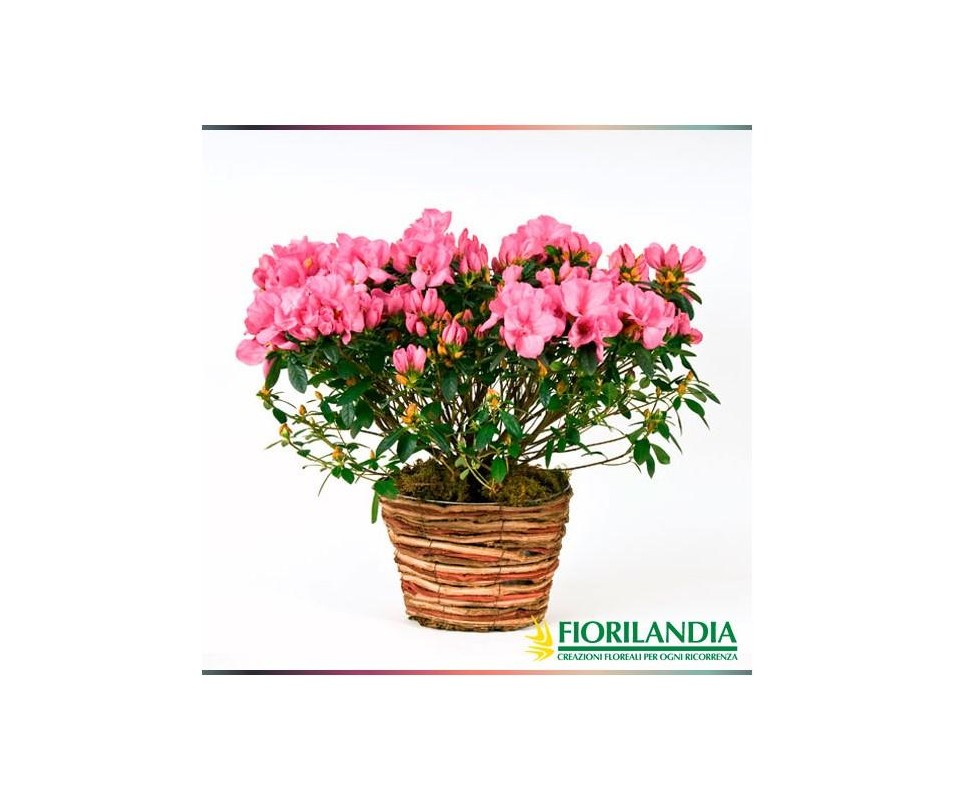 Pianta di azalea