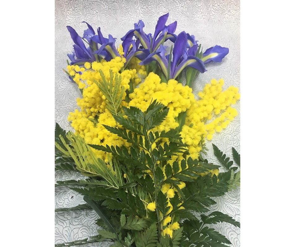 Mazzo di iris blu e mimosa con fiocco