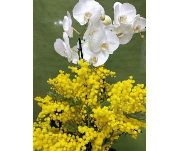 Orchidea Phalaenopsis a due rami con mimosa