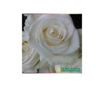 Mazzo di rose personalizzato