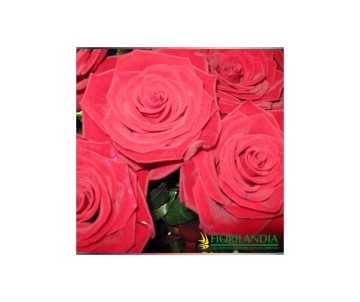 Mazzo di rose personalizzato