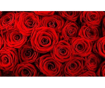 1000 Rose rosse