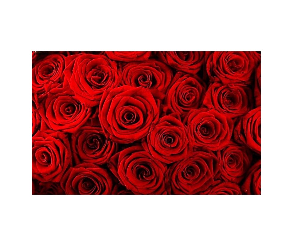 1000 rose rosse Milano. servizio tipo interflora, rose Milano, servizio ...