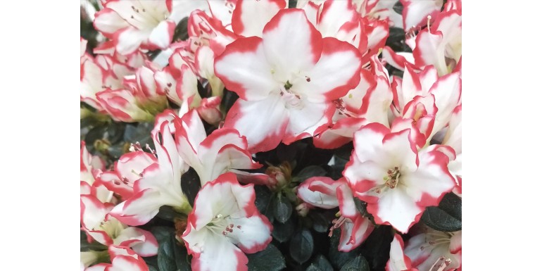 I fiori più belli da regalare per Pasqua a Milano