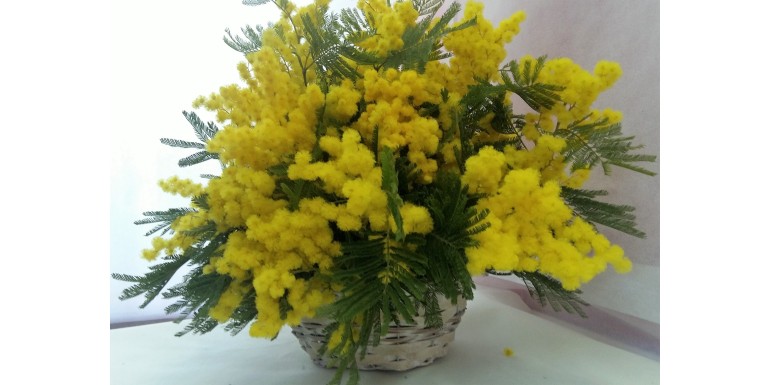 Mimosa per le Aziende a Milano Bovisa Sempione Niguarda Certosa