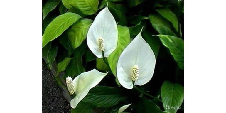 Invia piante e fiori a domicilio a Milano per Pasqua