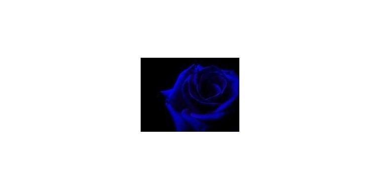 Rose Blù per San Valentino
