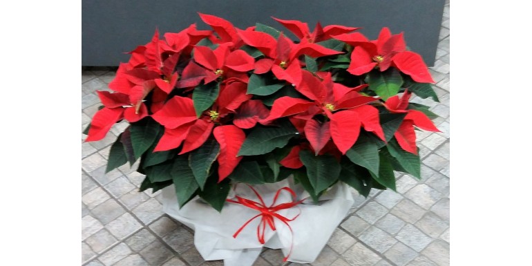 Stella di Natale a Milano, Torino, Bologna, Roma , Napoli, Lecce, Catania
