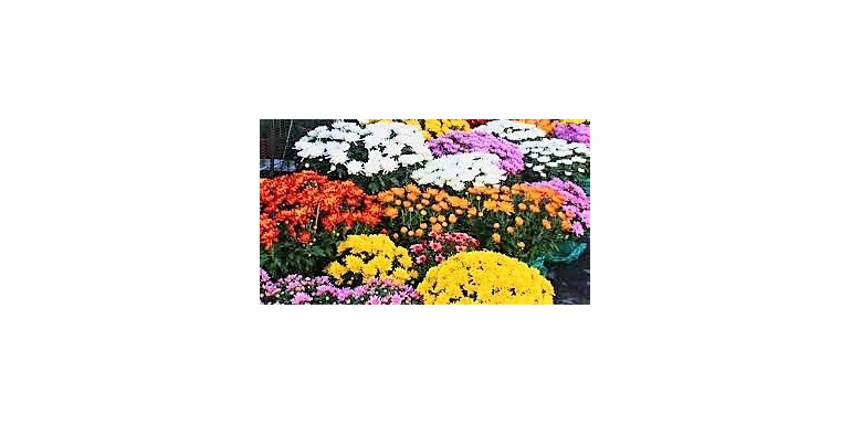 Fiori per la commemorazione dei defunti