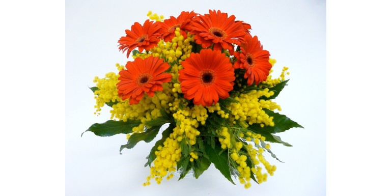 Mimosa per le Aziende