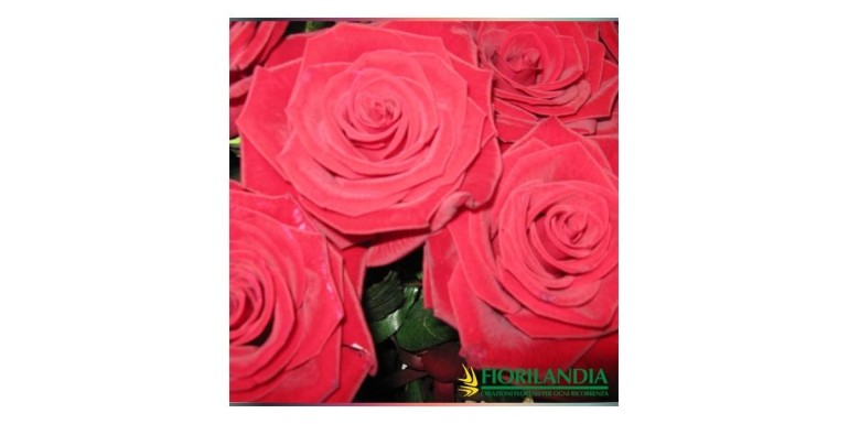 Domicilio rose a Milano