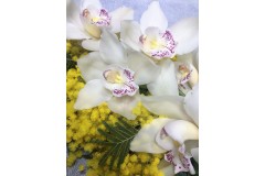 Orchidea e mimosa un' alternativa valida alla semplice mimosa Orchidea e mimosa un' alternativa valida alla semplice mimosa