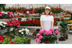 Come Fiorilandia seleziona i fiori più freschi per te Come Fiorilandia seleziona i fiori più freschi per te