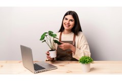 Piante stabilizzate vendita on line