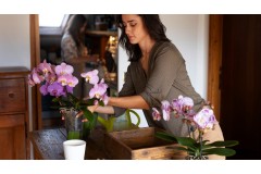 Orchidee a Domicilio Milano