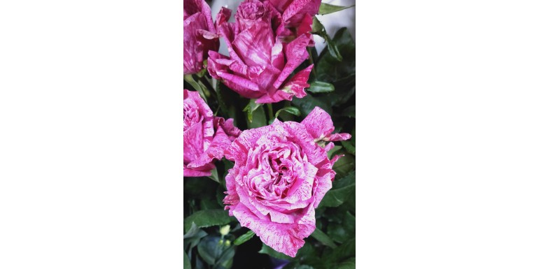 Fiori a domicilio di sera per sorprendere la persona amata
