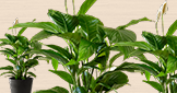 Piante verdi