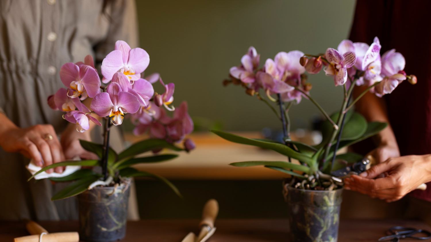 orchidee in appartamento