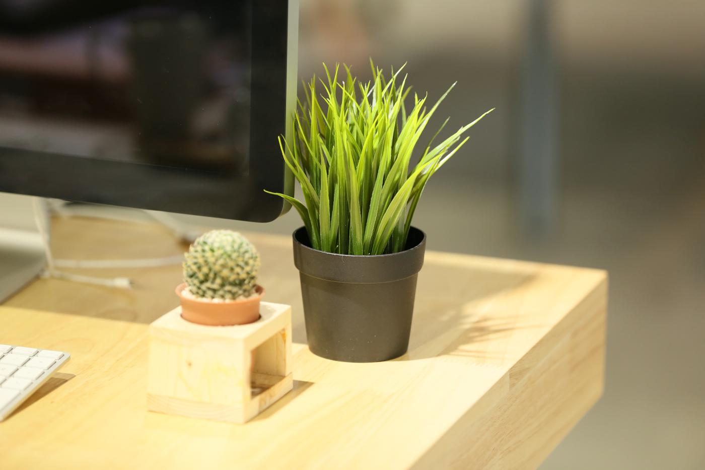 Piante come Elementi di Design