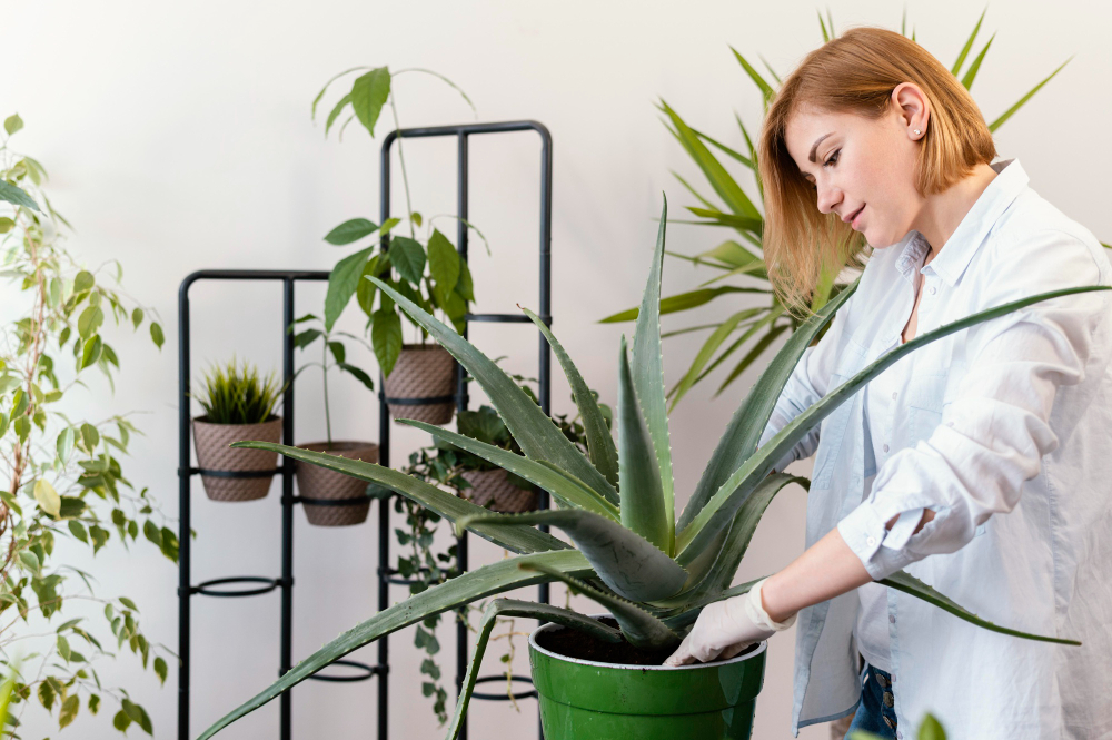 Piante contro il fumo di sigaretta: un’alleata per la salute