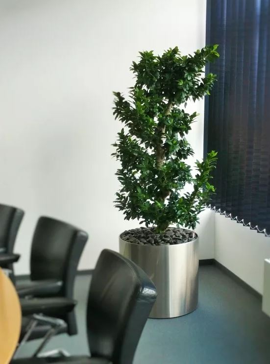 Piante-idrocoltura-per-ufficio.jpg
