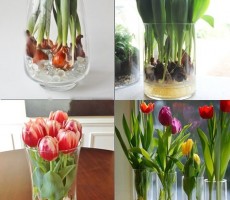 growing-tulips-planting-tulips.jpg