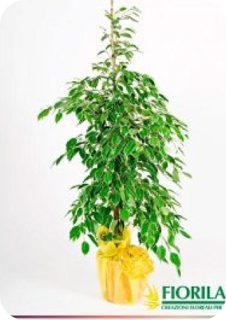 img-piante.jpg