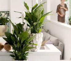 spathiphyllum.jpg